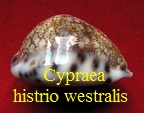 Cypraea histrio f. westralis, Iredale 1935